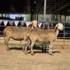 3 X MEATMASTER EWE NYA-NAMA (Per animal to take the lot)