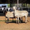 2 X MEATMASTER EWE NYA-NAMA (Per animal to take the lot)