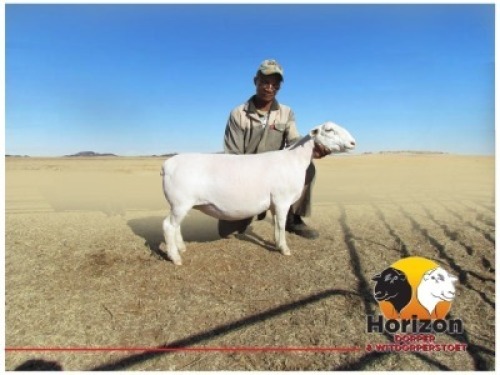 Lot 102 1x WIT DORPER Ooi/Ewe Peet Cilliers Vergesig Witdorper Stoet TIEPE 5