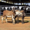 2 X MEATMASTER EWE NYA-NAMA (Per animal to take the lot)