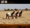 1 X MEATMASTER NOT RECORDED EWE DIDYMUS FARMING