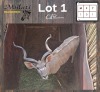1X KOEDOE - KUDU M:1