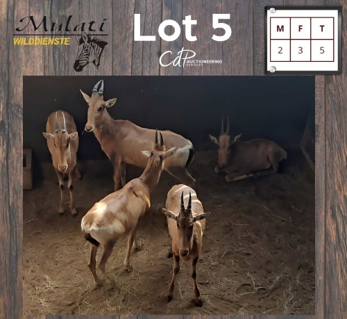 5X ROOIHARTBEES - RED HARTEBEEST M:2 V/F:3 (Betaal per dier/Pay per animal)