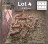 9X ROOIBOK - IMPALA M:2 V/F:7 (Betaal per dier/Pay per animal)