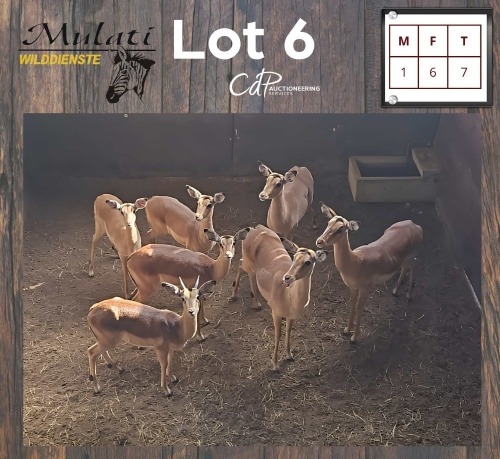 7X ROOIBOK - IMPALA M:1 V/F:6 (Betaal per dier/Pay per animal)
