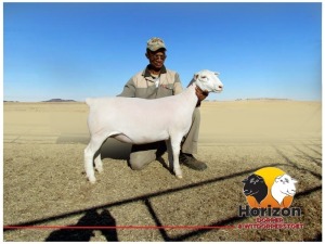 Lot 105 1x WIT DORPER Ooi/Ewe Peet Cilliers Vergesig Witdorper Stoet STOET