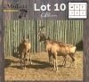 3X ROOIHARTBEES - RED HARTEBEEST M:63 (Betaal per dier/Pay per animal)