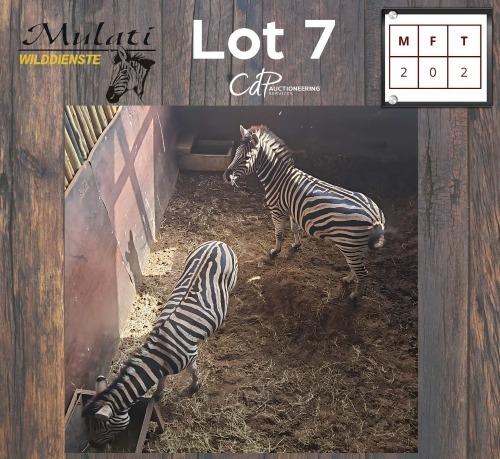 2X ZEBRA M:2