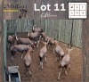 10X BLESBOK - BLESBUCK V/F:10 (Betaal per dier/Pay per animal)