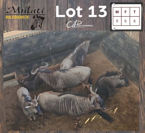 6X BLOUWILDEBEES - BLUE WILDEBEEST V/F:6 (Betaal per dier/Pay per animal)