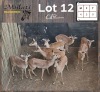 9X ROOIBOK - IMPALA M:4 V/F:5 (Betaal per dier/Pay per animal)