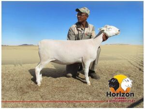 Lot 100 1x WIT DORPER Ooi/Ewe Peet Cilliers Vergesig Witdorper Stoet KUDDE