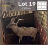 1X KOEDOE - KUDU M:1