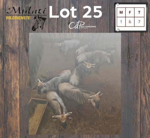 7X BLOUWILDEBEES - BLUE WILDEBEEST M:1 V/F:6