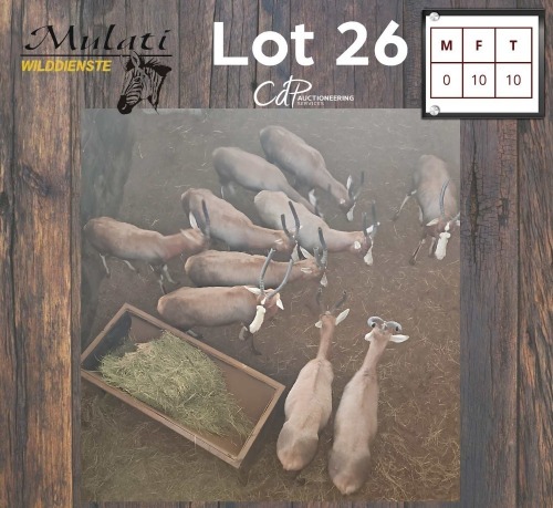 10X BLESBOK - BLESBUCK V/F:10 (Betaal per dier/Pay per animal)