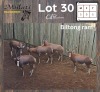 5X BLESBOK - BLESBUCK M:5 (Betaal per dier/Pay per animal)