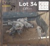 6X BLOUWILDEBEES - BLUE WILDEBEEST V/F:6 (Betaal per dier/Pay per animal)