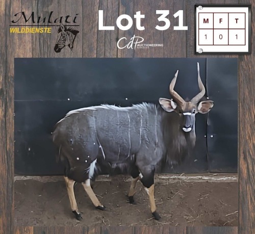 1X NJALA - NYALA M:1 BILTONG RAMME/RAMS