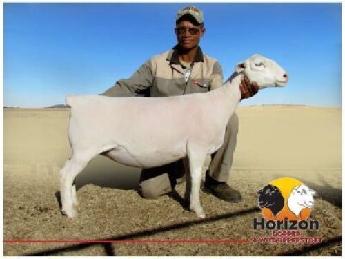 Lot 103 1x WIT DORPER Ooi/Ewe Peet Cilliers Vergesig Witdorper Stoet TIEPE 5
