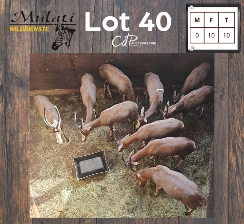 10X BLESBOK - BLESBUCK V/F:10