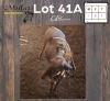 1X GOUE WILDEBEES - GOLDEN WILDEBEEST M:1