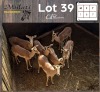 7X ROOIBOK - IMPALA M:1 V/F:6