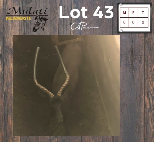 1X SWART ROOIBOK - BLACK IMPALA M:1