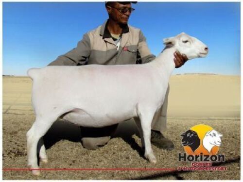 Lot 69 1x WIT DORPER Ooi/Ewe Peet Cilliers Vergesig Witdorper Stoet TIEPE 5