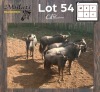 4X BLOUWILDEBEES - BLUE WILDEBEEST V/F:4 (Betaal per dier/Pay per animal)