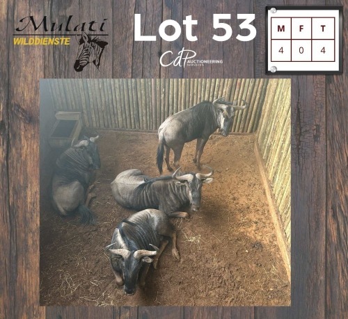 4X BLOUWILDEBEES - BLUE WILDEBEEST M:4 (Betaal per dier/Pay per animal)