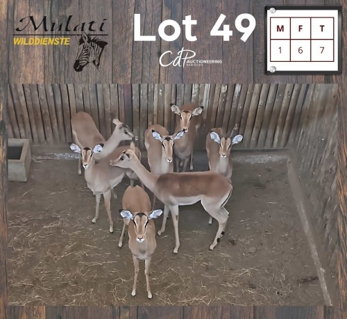 7X ROOIBOK - IMPALA M:1 V/F:6 (Betaal per dier/Pay per animal)