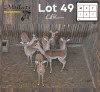7X ROOIBOK - IMPALA M:1 V/F:6 (Betaal per dier/Pay per animal)