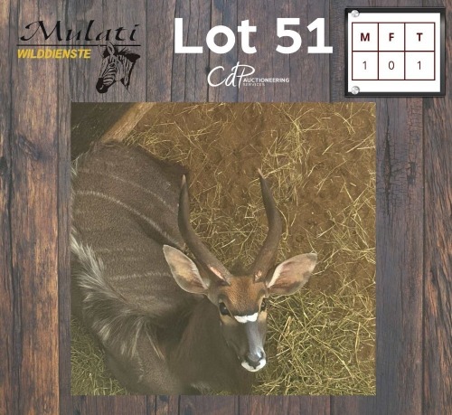 1X NJALA - NYALA M:1