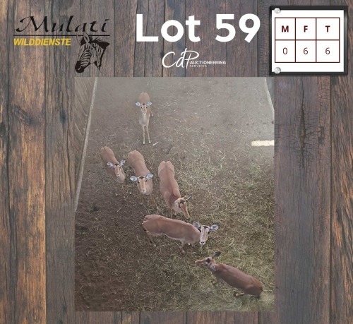 6X ROOIBOK - IMPALA V/F:6 (Betaal per dier/Pay per animal)