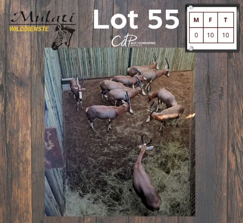 10X BLESBOK - BLESBUCK V/F:10 (Betaal per dier/Pay per animal)