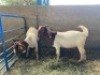 LOT 3 2X OOI/EWE BOERBOK Rhenosterhoek, Kobus van der Walt - 082926 0929 (Per stuk om lot te neem/Per piece to take the lot) - 2