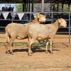 2 X MEATMASTER EWE NYA-NAMA (Per animal to take the lot)
