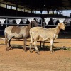 2 X MEATMASTER EWE NYA-NAMA (Per animal to take the lot)