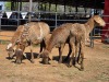 4 X MEATMASTER EWE NYA-NAMA (Per animal to take the lot)
