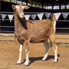 1 X TOGGENBURG GOAT DOE ZAGROS GOATS