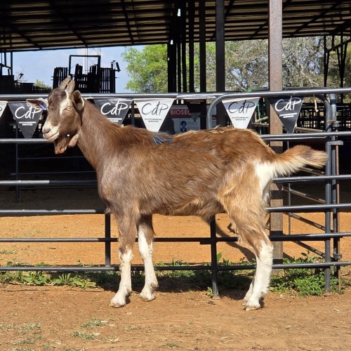 1 X TOGGENBURG GOAT BUCK ZAGROS GOATS