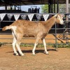 1 X TOGGENBURG GOAT DOE ZAGROS GOATS