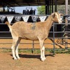 1 X TOGGENBURG GOAT DOE ZAGROS GOATS