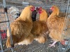3 X BUFF ORPINGTON ROOSTER & HEN O. OOSTHUIZEN (Per animal to take the lot)