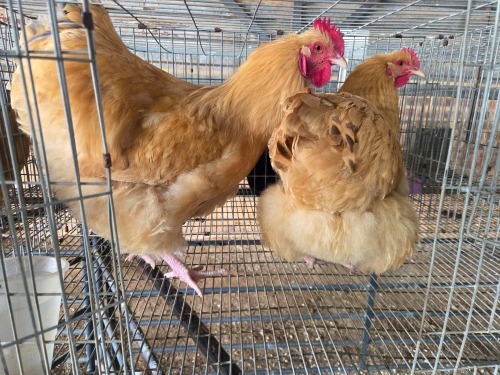 2 X BUFF ORPINGTON ROOSTER & HEN O. OOSTHUIZEN (Per animal to take the lot)