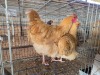 2 X BUFF ORPINGTON ROOSTER & HEN O. OOSTHUIZEN (Per animal to take the lot)