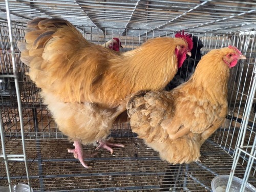 2 X BUFF ORPINGTON ROOSTER & HEN O. OOSTHUIZEN (Per animal to take the lot)