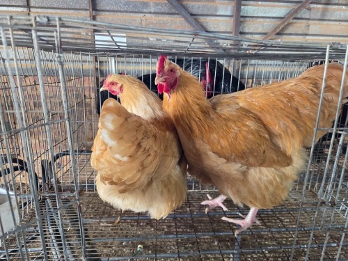 2 X BUFF ORPINGTON ROOSTER & HEN O. OOSTHUIZEN (Per animal to take the lot)