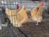 2 X BUFF ORPINGTON ROOSTER & HEN O. OOSTHUIZEN (Per animal to take the lot)