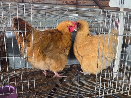 2 X BUFF ORPINGTON ROOSTER & HEN O. OOSTHUIZEN (Per animal to take the lot)